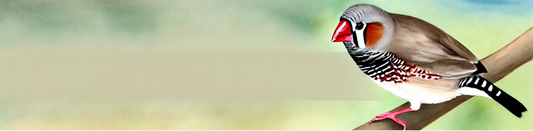 The Zebra Finch’s Face: A Study in Beauty and Adaptation