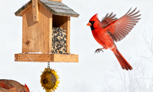 Cardinals in Winter: Fun Facts for Kids and Parents