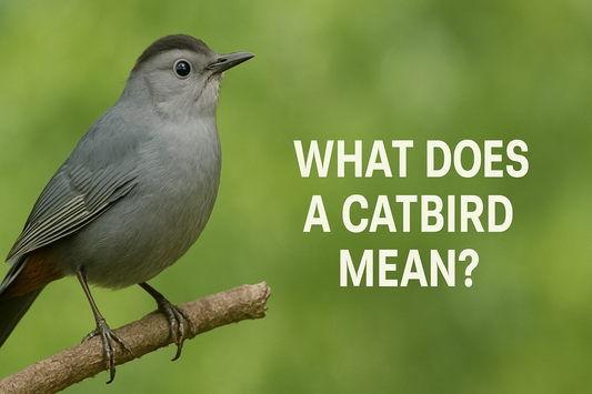 The Meaning Behind the Catbird: Symbolism and Significance