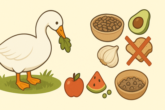 How to Feed a Pet Goose: A Simple Guide for Beginners