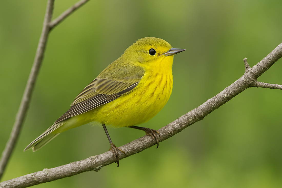 Why a Wooden Warbler Makes a Thoughtful Gift (Even When It’s Not Made of Wood)