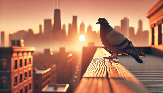 The Life and Death of Pigeons: A Journey in Nature's Cycle