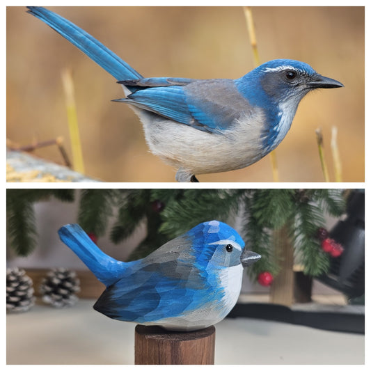 California Scrub-Jay on Stand